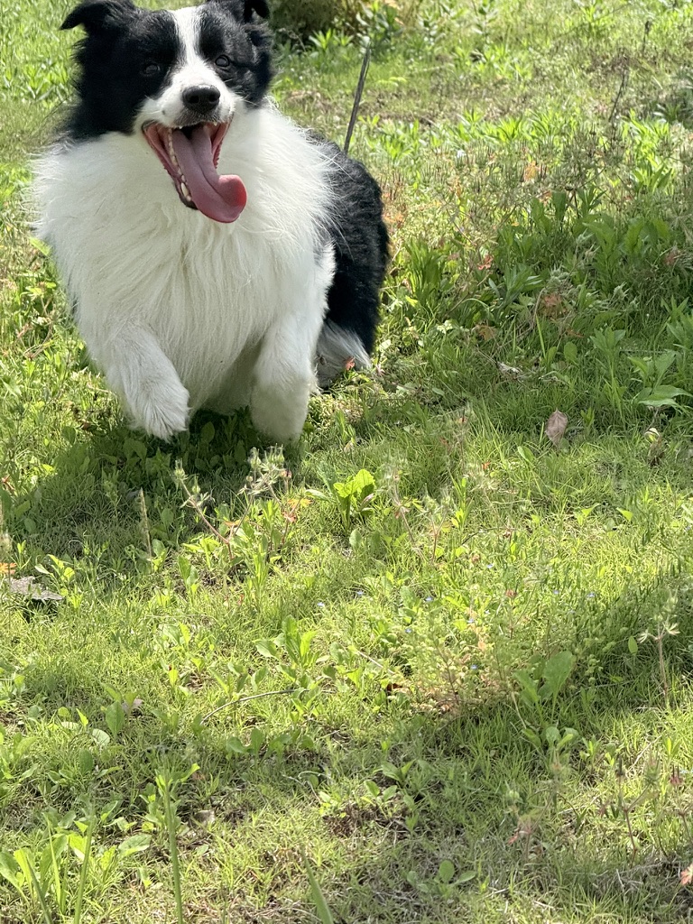 A black and white border collie sits in dappled light on green grass.